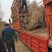 金叶女贞球-超500亩专业绿化苗木基地规格齐全-视频看货