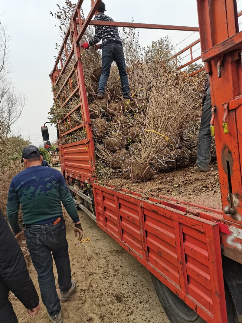 金叶女贞球-超500亩专业绿化苗木基地规格齐全-视频看货