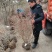 金叶女贞球-超500亩专业绿化苗木基地规格齐全-视频看货