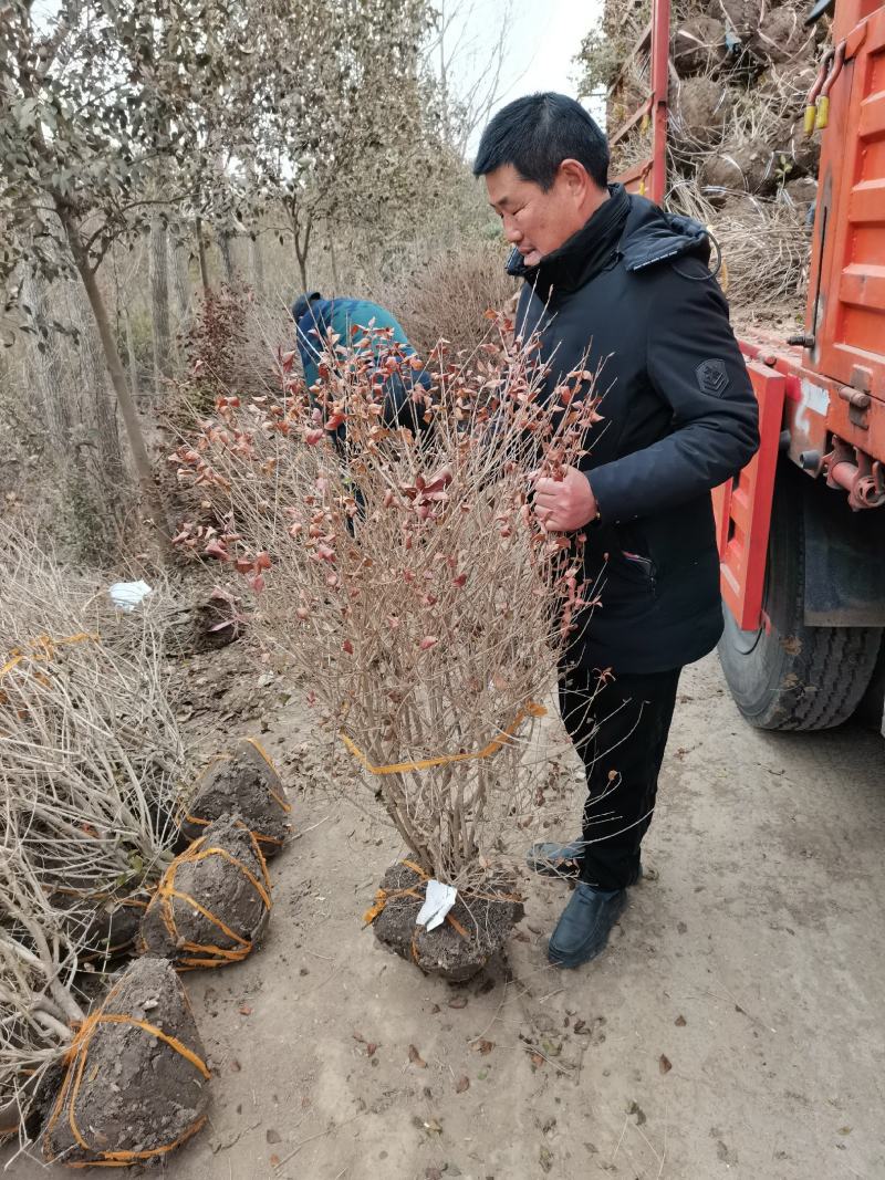 金叶女贞球-超500亩专业绿化苗木基地规格齐全-视频看货