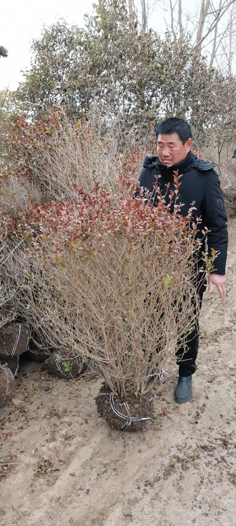 金叶女贞球-超500亩专业绿化苗木基地规格齐全-视频看货