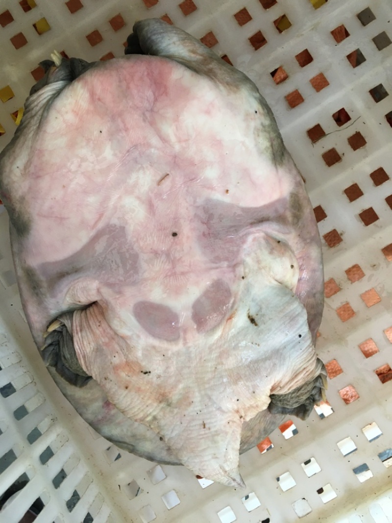 供应广西外塘防生态水鱼