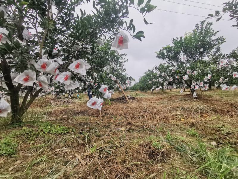 春见，耙耙柑。颜色火红，皮张漂亮，甜得粘嘴巴
