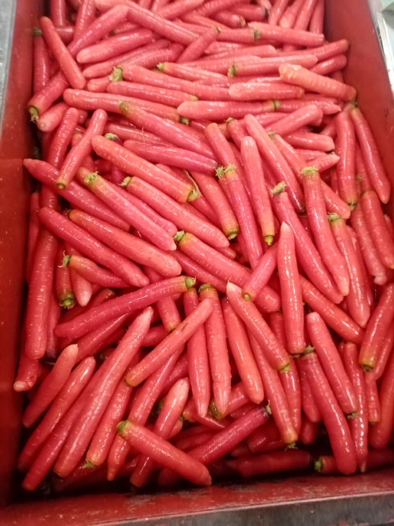 小袋红罗卜，五斤一袋，大量出售