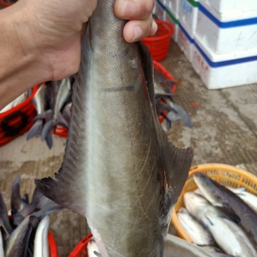 海利鱼俗称海干草鱼等等