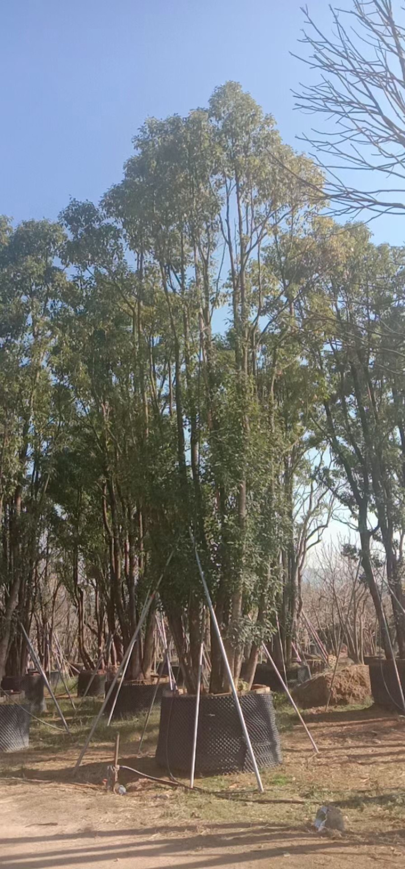 福建漳州基地供应各种规格朴树移植苗欢迎全国老板采购