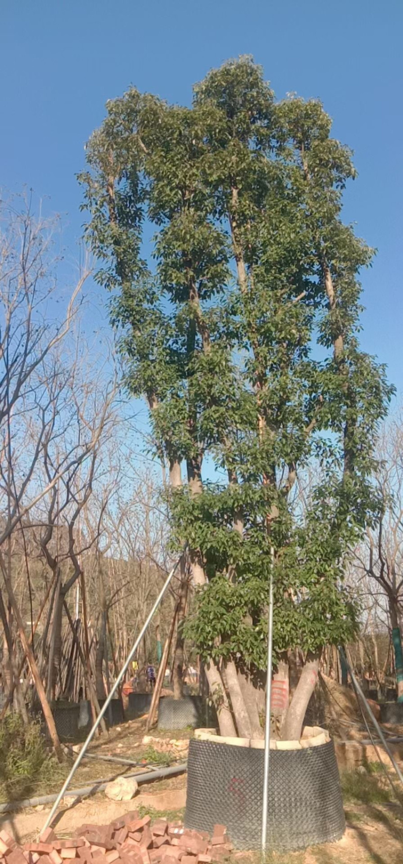 福建漳州基地供应各种规格朴树移植苗欢迎全国老板采购
