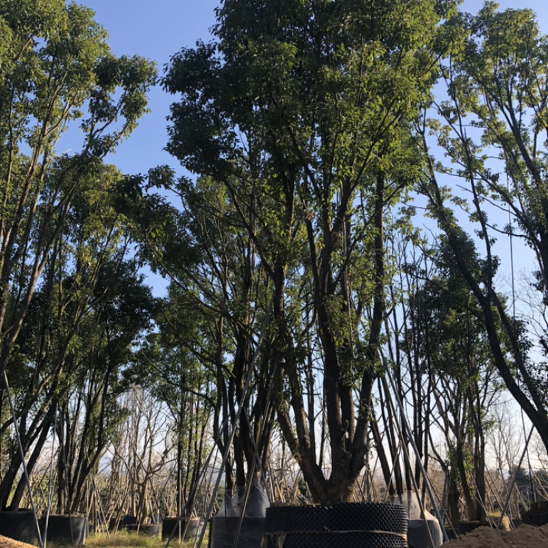 福建漳州基地供应各种规格朴树移植苗欢迎全国老板采购
