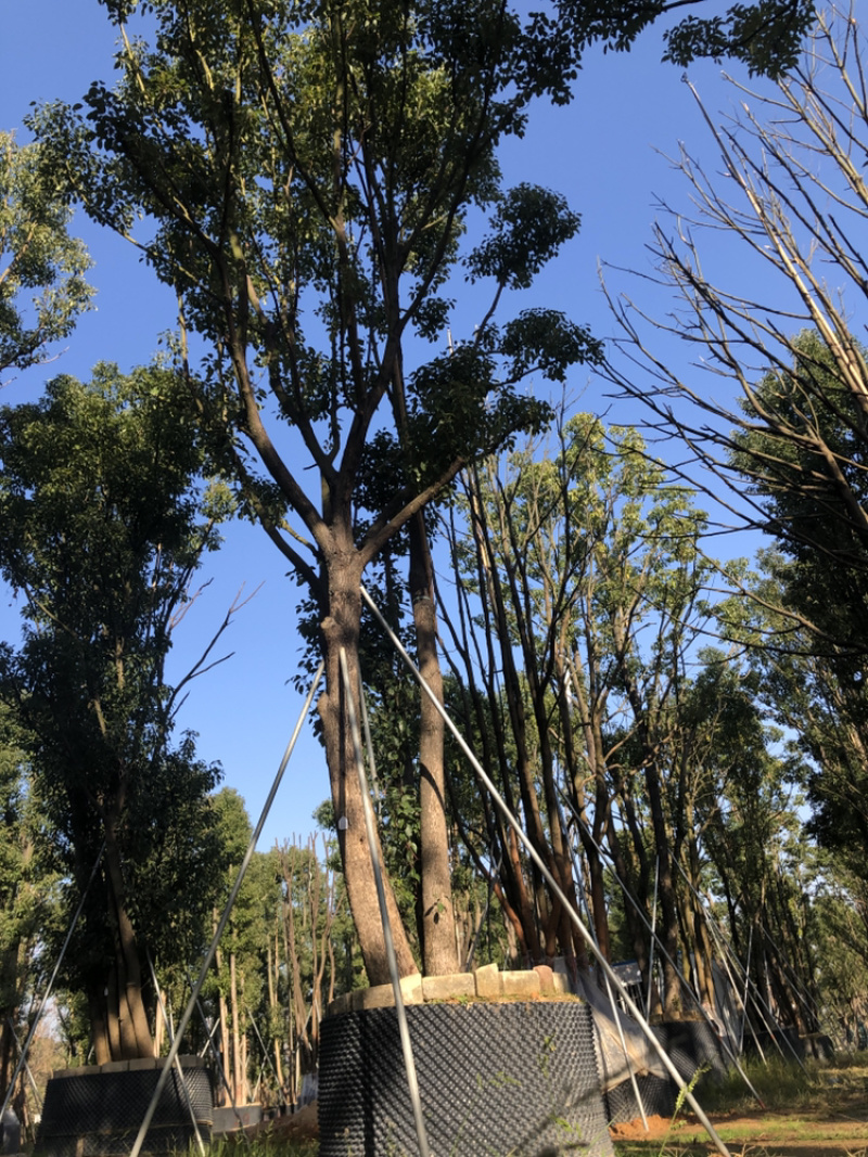 福建漳州基地供应各种规格朴树移植苗欢迎全国老板采购