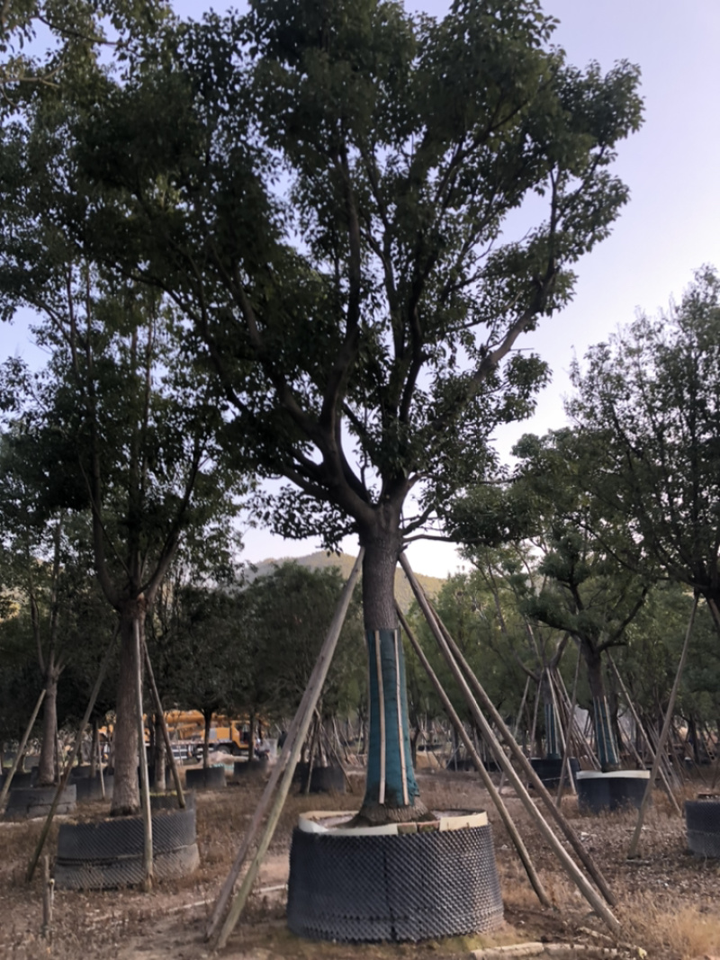 福建漳州基地供应各种规格朴树移植苗欢迎全国老板采购
