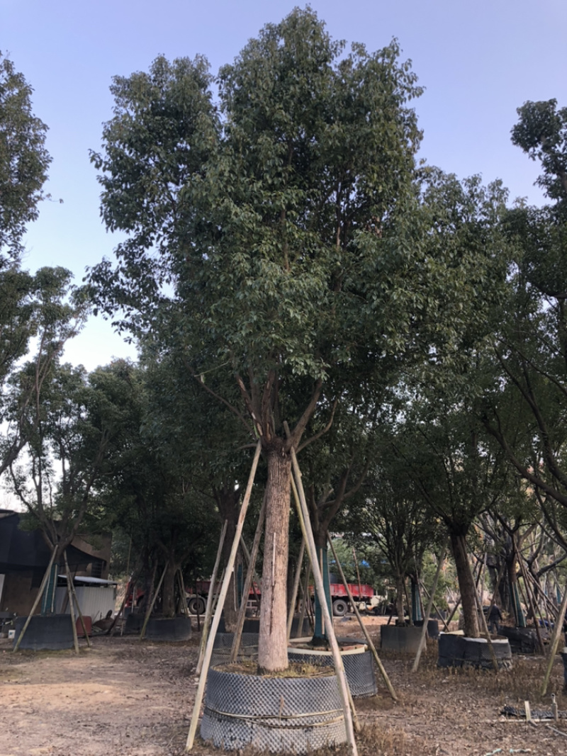 福建漳州基地供应各种规格朴树移植苗欢迎全国老板采购