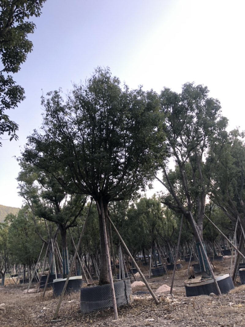 福建漳州基地供应各种规格朴树移植苗欢迎全国老板采购