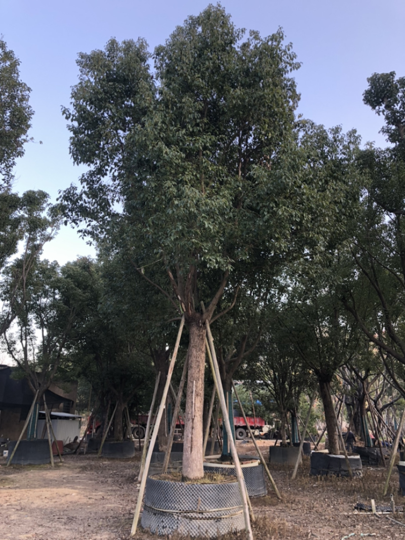 福建漳州基地供应各种规格朴树移植苗欢迎全国老板采购