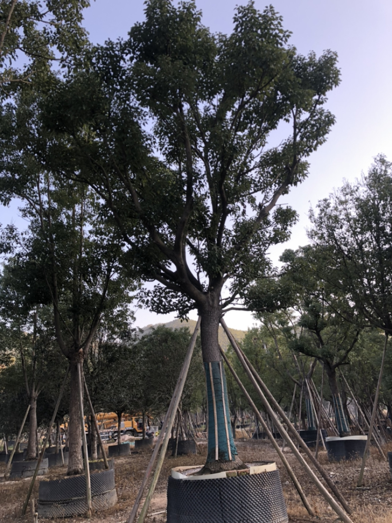 福建漳州基地供应各种规格朴树移植苗欢迎全国老板采购