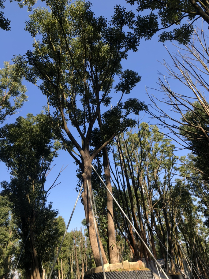 福建漳州基地供应各种规格朴树移植苗欢迎全国老板采购