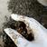 洪湖清水薄壳螺贝壳类中华田园食用石螺蛳长期供应厚壳田螺