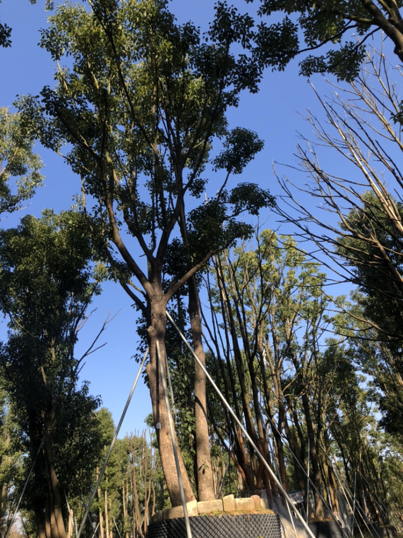 福建漳州基地供应各种规格朴树移植苗欢迎全国老板采购