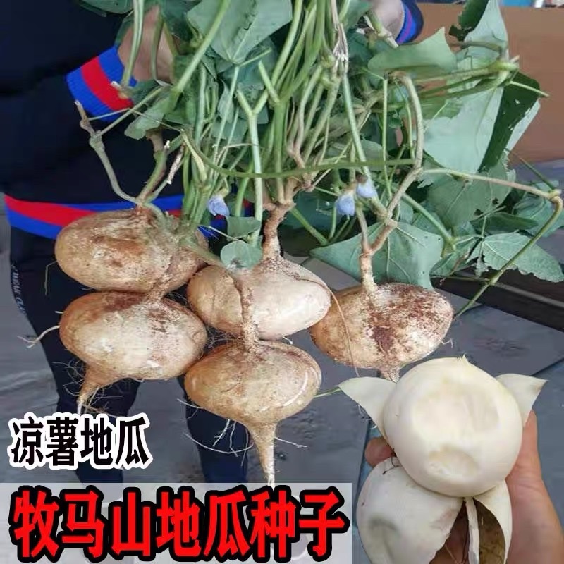 牧马山地瓜种子凉薯芒光番葛葛薯土瓜沙葛豆薯