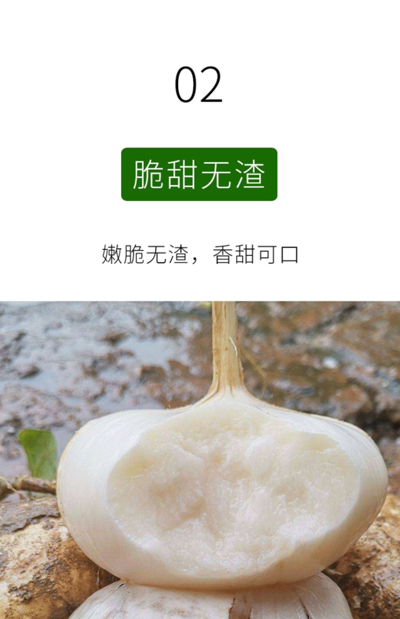 牧马山地瓜种子凉薯芒光番葛葛薯土瓜沙葛豆薯