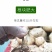 牧马山地瓜种子凉薯芒光番葛葛薯土瓜沙葛豆薯