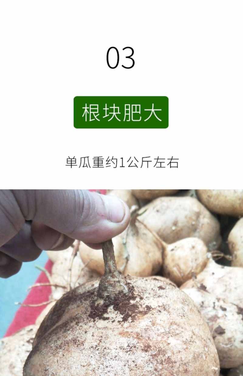 牧马山地瓜种子凉薯芒光番葛葛薯土瓜沙葛豆薯