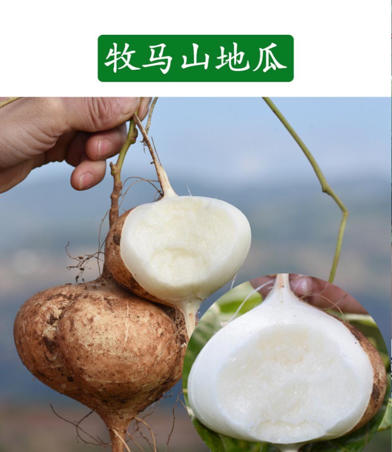 牧马山地瓜种子凉薯芒光番葛葛薯土瓜沙葛豆薯