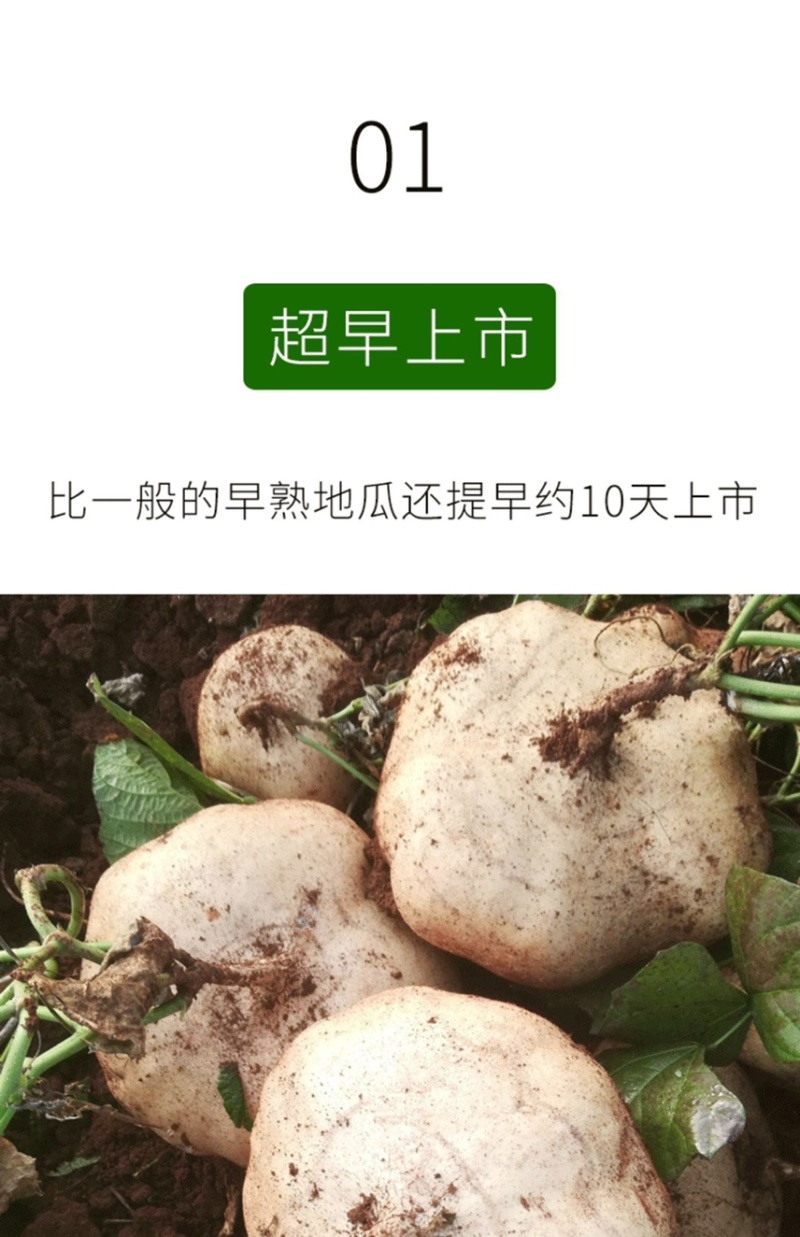 牧马山地瓜种子凉薯芒光番葛葛薯土瓜沙葛豆薯