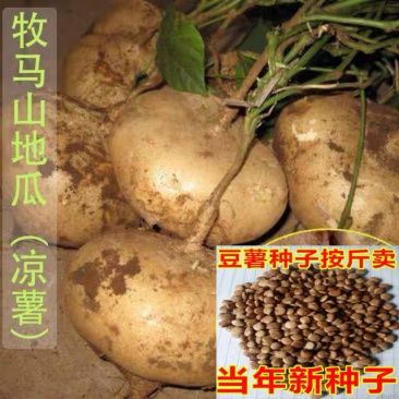 牧马山地瓜种子凉薯芒光番葛葛薯土瓜沙葛豆薯