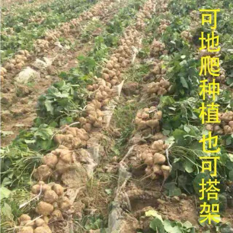牧马山地瓜种子凉薯芒光番葛葛薯土瓜沙葛豆薯