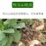 牧马山地瓜种子凉薯芒光番葛葛薯土瓜沙葛豆薯