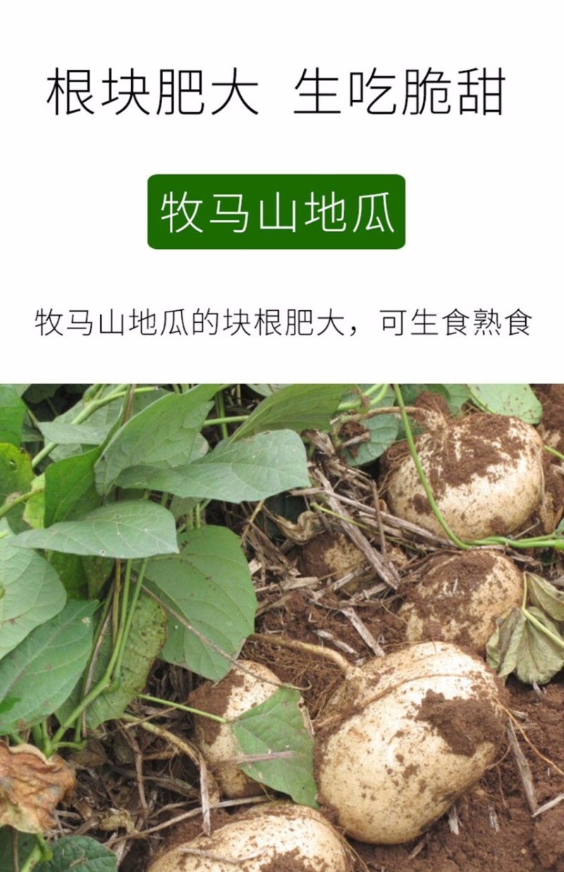 牧马山地瓜种子凉薯芒光番葛葛薯土瓜沙葛豆薯