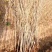 银杏小苗，白果树苗，银杏苗，银杏树，银杏树苗