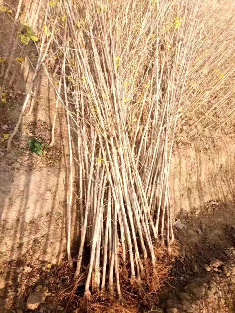 银杏小苗，白果树苗，银杏苗，银杏树，银杏树苗