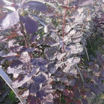 红栌苗，红栌小苗，2-5公分红栌，1年生红栌苗