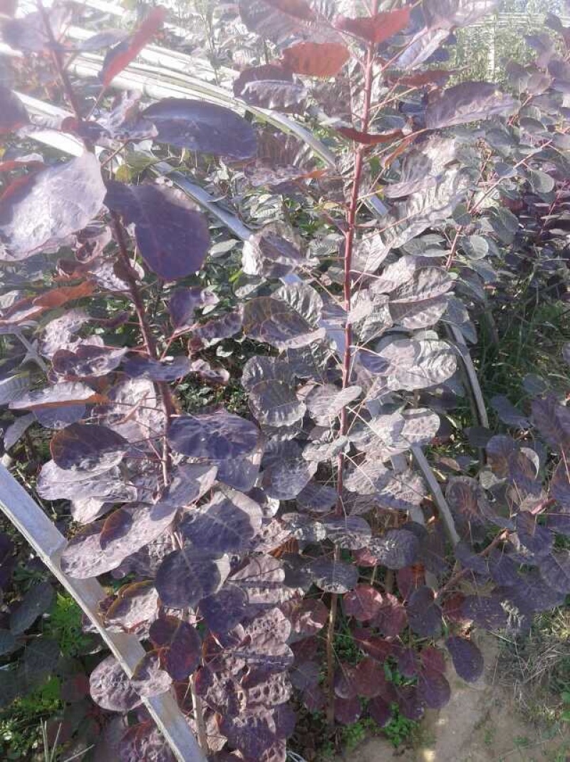 红栌苗，红栌小苗，2-5公分红栌，1年生红栌苗