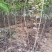 红栌苗，红栌小苗，2-5公分红栌，1年生红栌苗