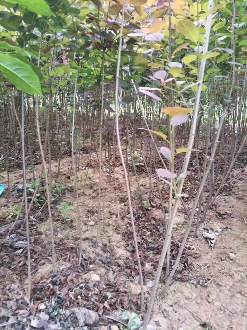 红栌苗，红栌小苗，2-5公分红栌，1年生红栌苗