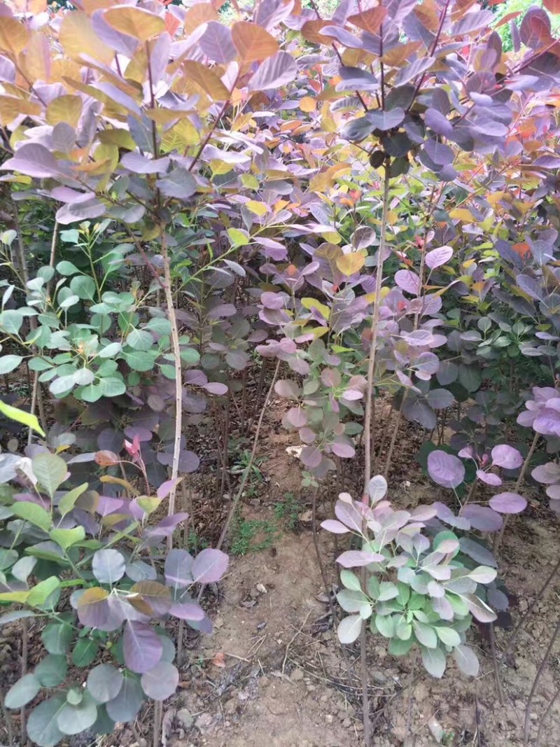 红栌苗，红栌小苗，2-5公分红栌，1年生红栌苗
