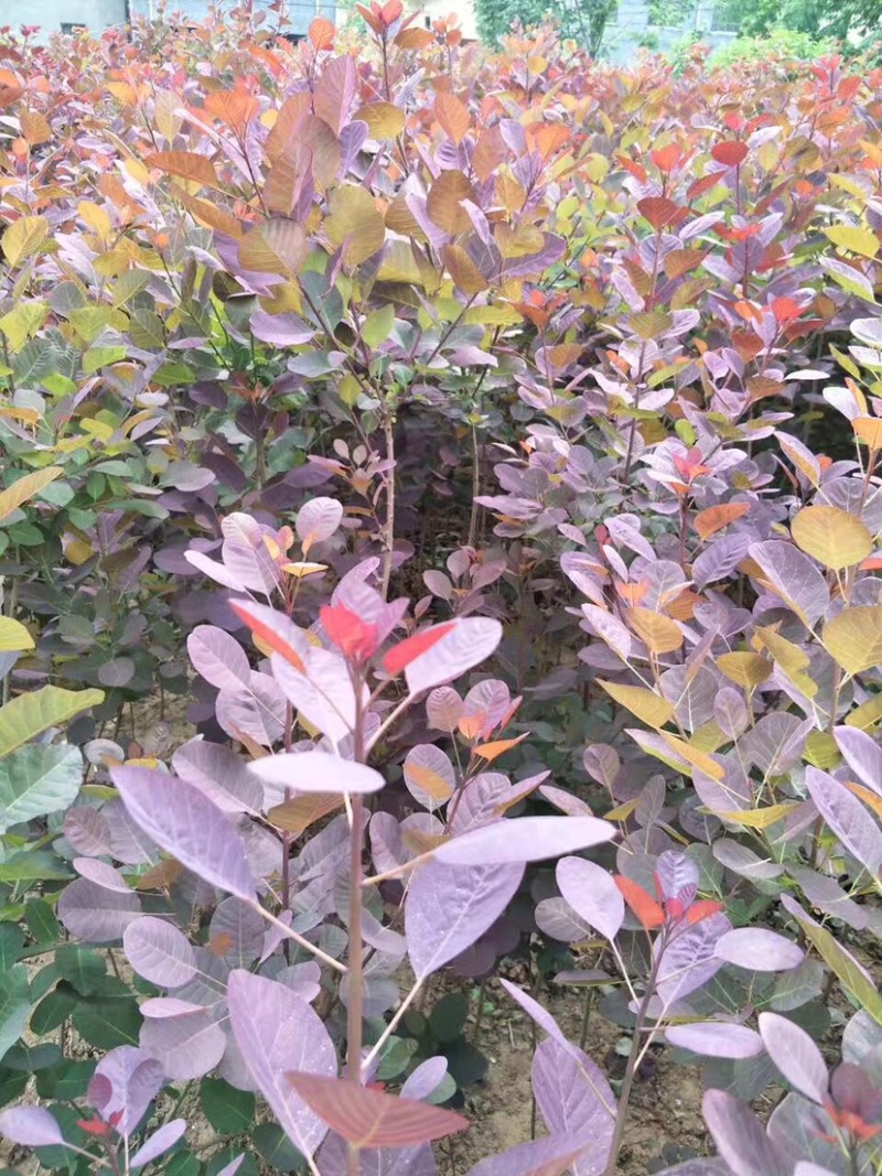 红栌苗，红栌小苗，2-5公分红栌，1年生红栌苗