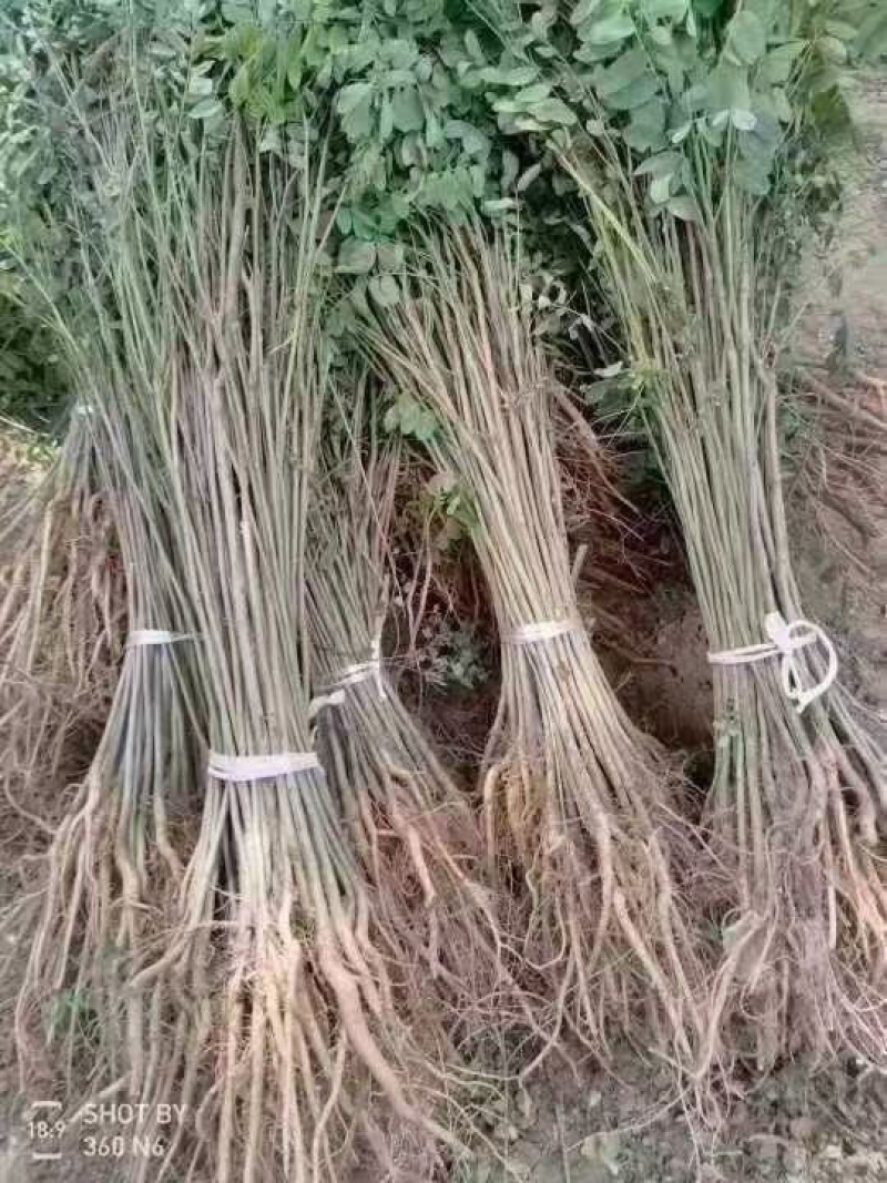 紫穗槐，紫穗槐苗，紫穗槐小苗，棉槐小苗，棉条小苗