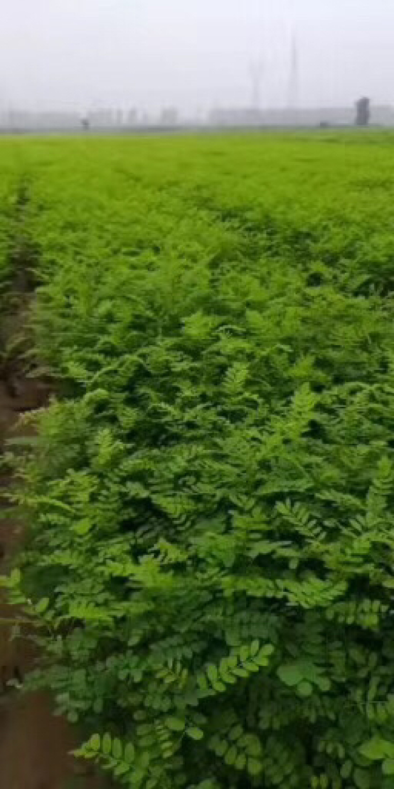 紫穗槐，紫穗槐苗，紫穗槐小苗，棉槐小苗，棉条小苗