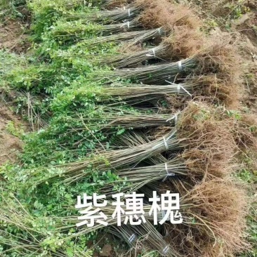 紫穗槐,紫穗槐苗,紫穗槐小苗,棉槐小苗,棉条小苗