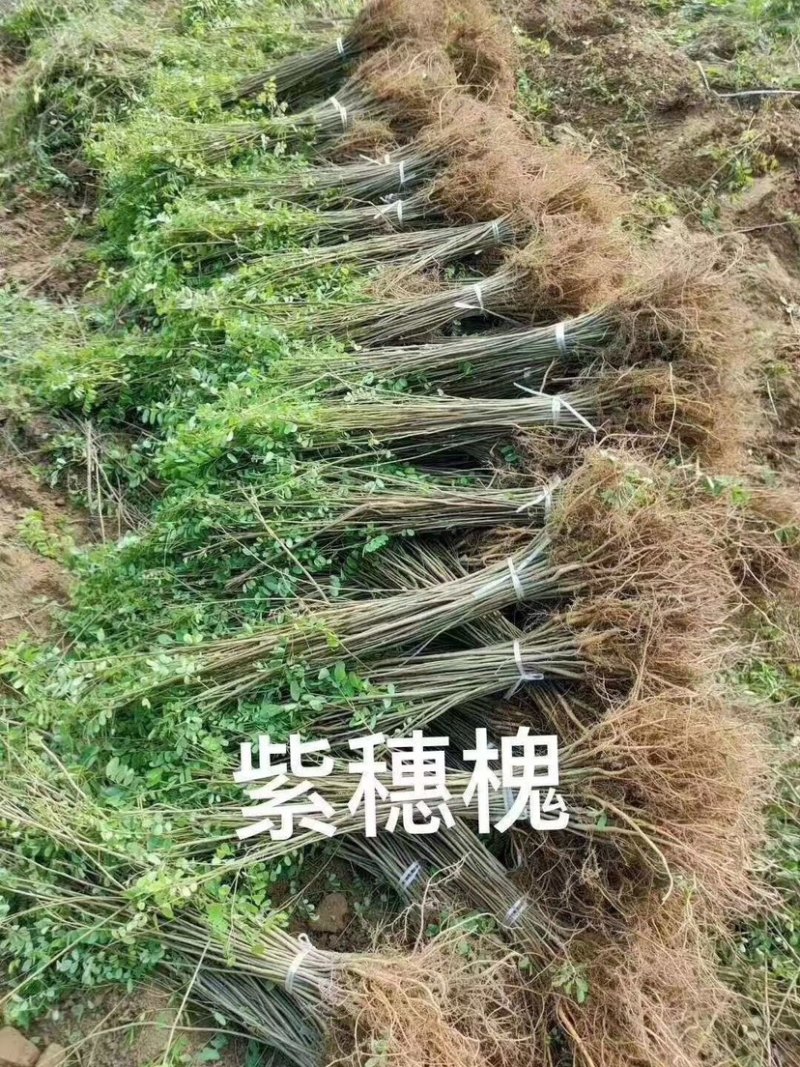 紫穗槐，紫穗槐苗，紫穗槐小苗，棉槐小苗，棉条小苗