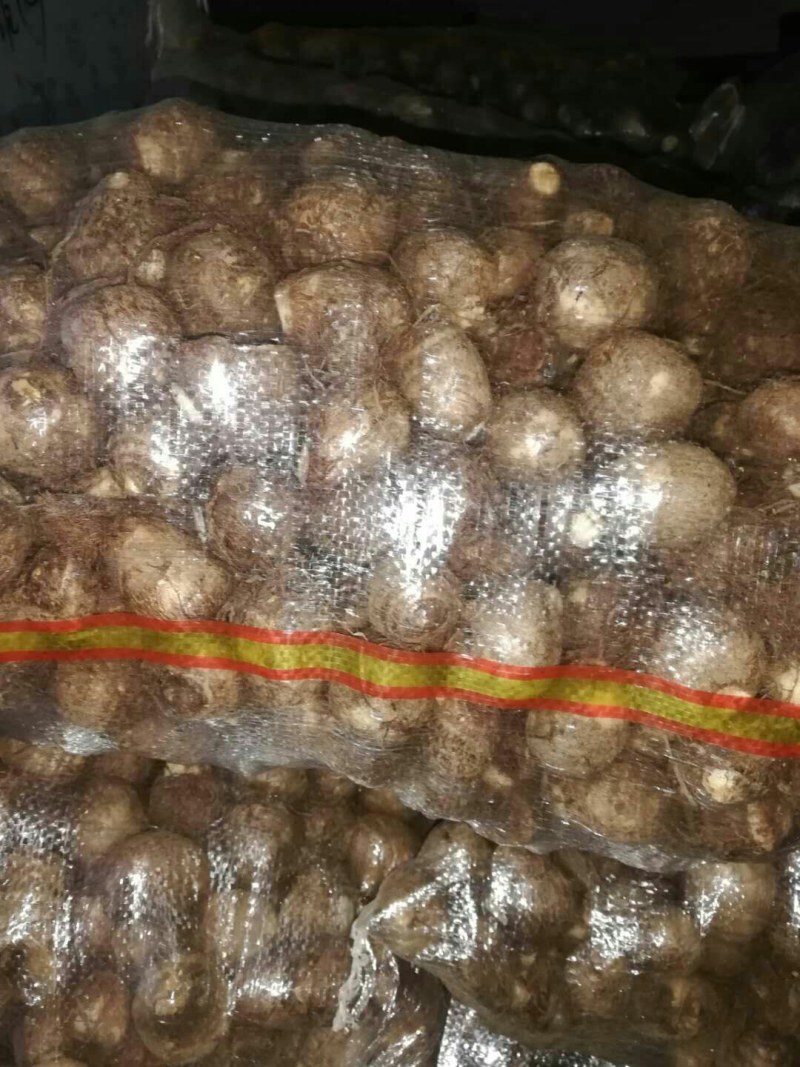 [热销芋头]山东优质8520芋头种大量有货销售，产地直销