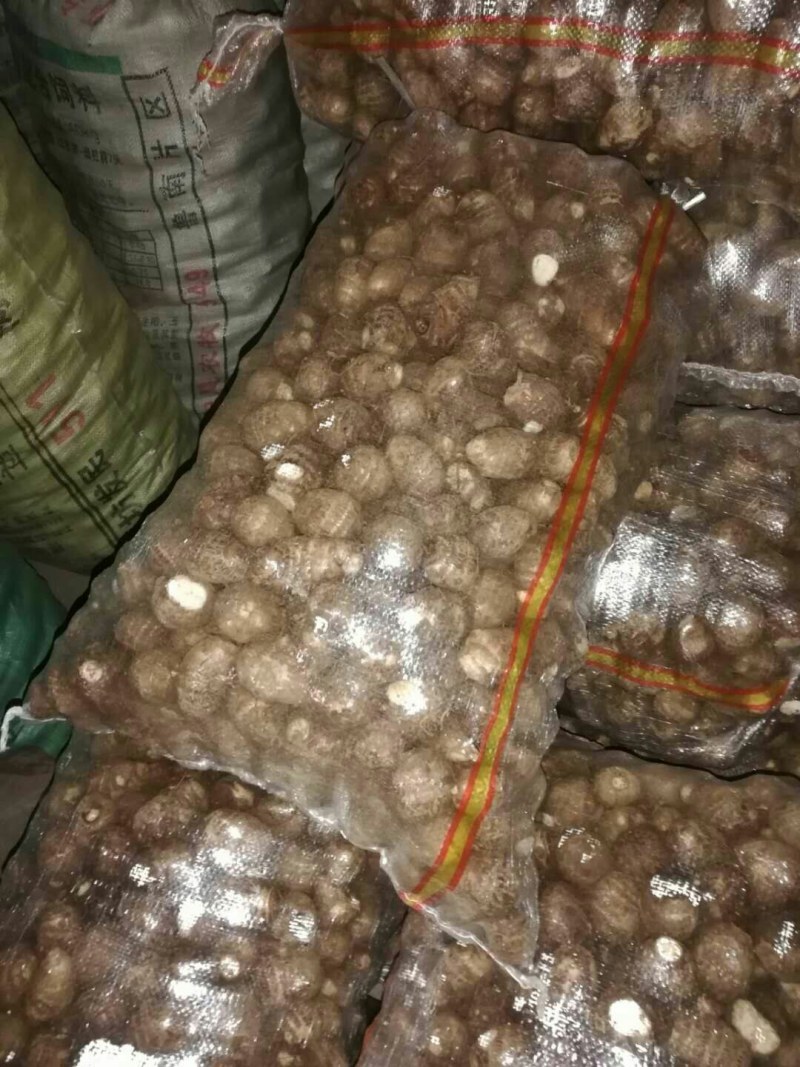 [热销芋头]山东优质8520芋头种大量有货销售，产地直销