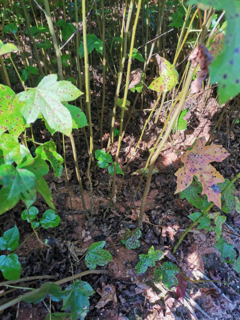枫香小苗，1公分枫香，2公分枫香，3-15公分枫香
