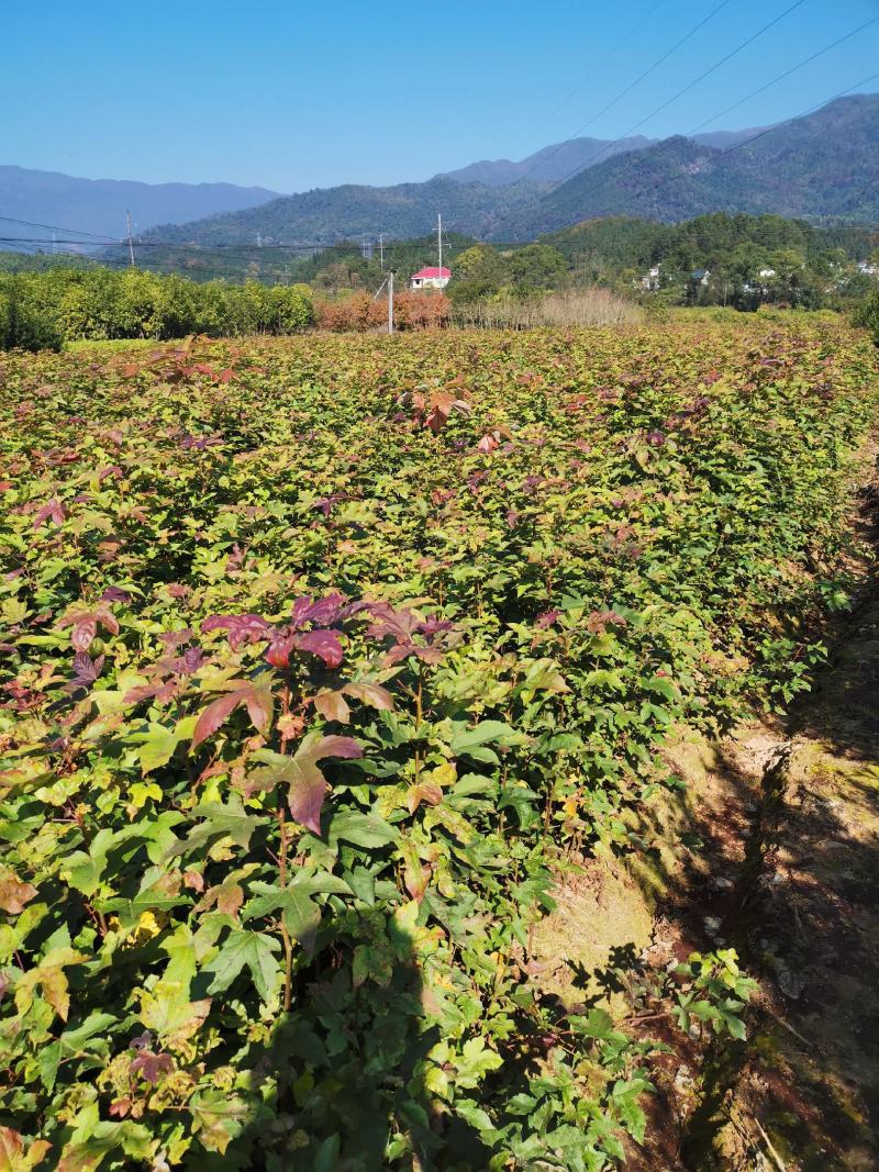 枫香小苗，1公分枫香，2公分枫香，3-15公分枫香