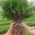 大！40公分塔柏苗蜀桧苗塔柏小苗安徽塔柏苗基地