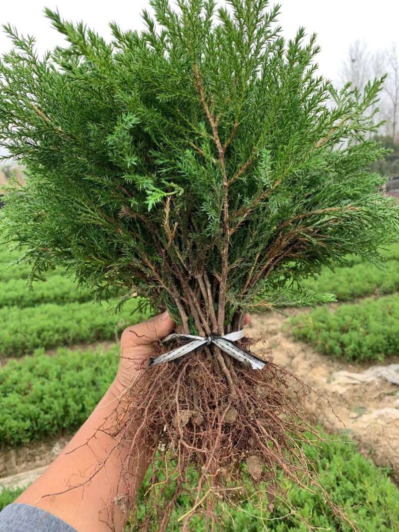 大！40公分塔柏苗蜀桧苗塔柏小苗安徽塔柏苗基地