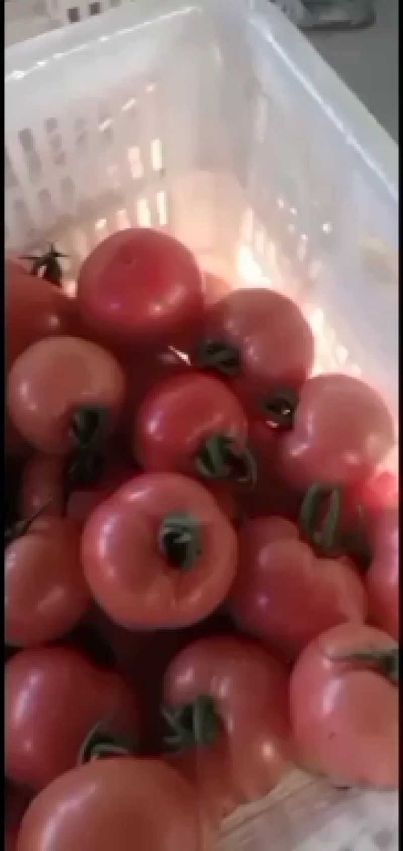西红柿大量供应超市货